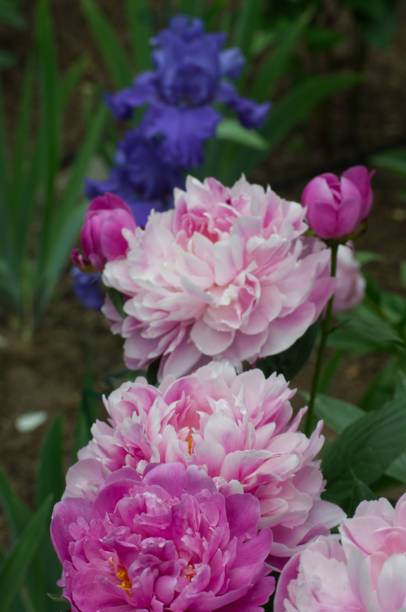 istock Poppy, Peony and Iris Flowers 2195142785