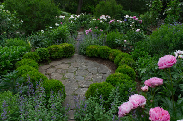 A vibrant, aerial view captures a beautifully maintained garden featuring rows of lush green plants with small purple flowers, possibly petunias or impatiens, blooming in rich brown soil. A winding, S-shaped pathway of stepping stones set into bright green grass elegantly snakes through the center of the garden, guiding the eye through the colorful botanical display. The scene evokes a sense of tranquility and natural beauty, ideal for illustrating gardening, pathways, or scenic outdoor spaces