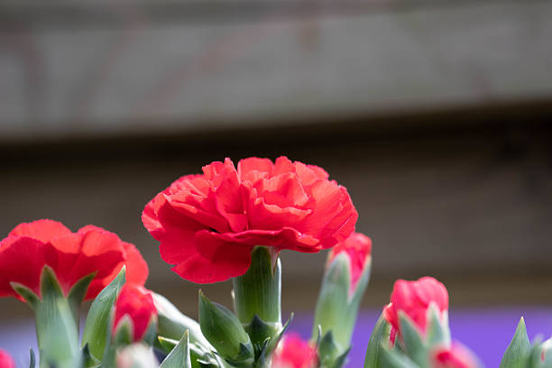Spring is coming, Red carnation Flowers  sprung all over the park