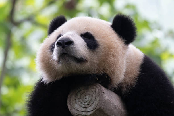istock Funny Pose of sleeping Panda, China 2195143551
