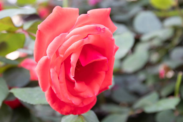 Spring is coming, red rose is sprung to welcome the new season
