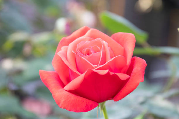 Spring is coming, red rose is sprung to welcome the new season