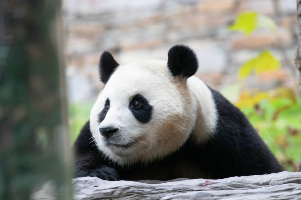 istock Happy sweet panda, Fu Bao 2195143666