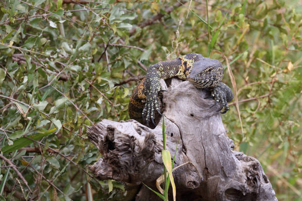 istock Nilwaran / Nile monitor / Varanus niloticus 2195145778