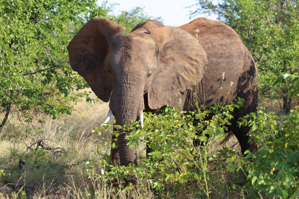 istock Afrikanischer Elefant / African elephant / Loxodonta africana 2195145959