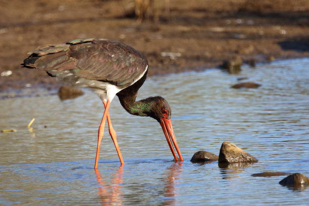 istock Schwarzstorch / Black Stork / Ciconia nigra 2195146244