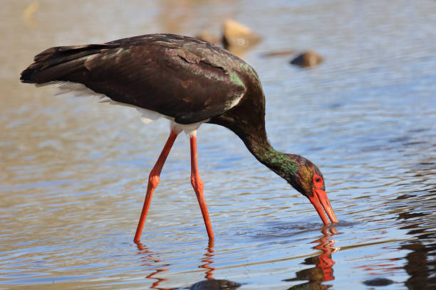istock Schwarzstorch / Black Stork / Ciconia nigra 2195146247