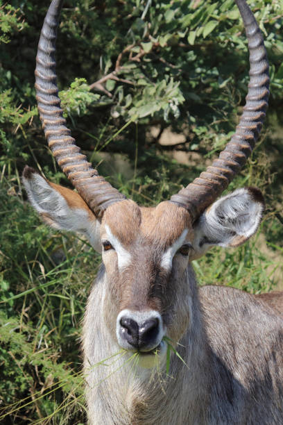 istock Wasserbock / Waterbuck / Kobus ellipsiprymnus 2195146992