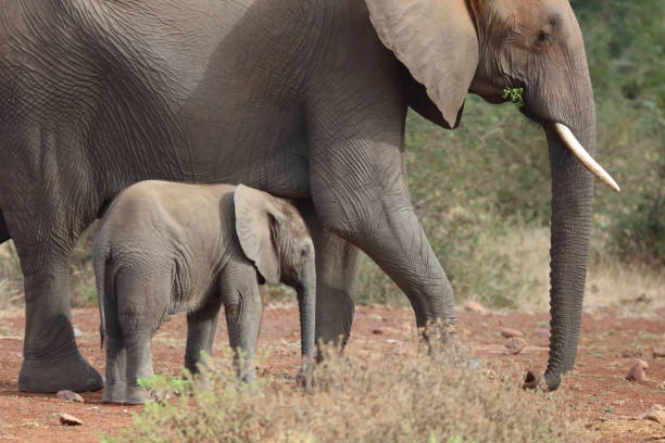 istock Afrikanischer Elefant / African elephant / Loxodonta africana 2195147155