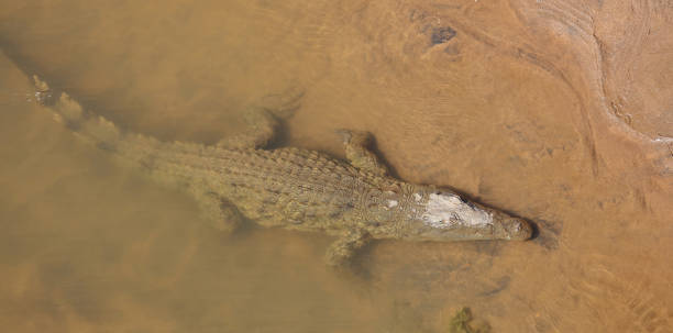 istock Nilkrokodil / Nile crocodile / Crocodylus niloticus 2195147420