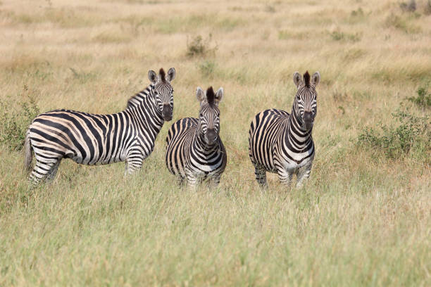 A family of Zebras in the shade of an acacia tree at the shores of the small Lake Mburo in Uganda. This are Plains Zebra (Equus quagga, formerly Equus burchelli, also named as Common Zebra or Burchell Zebra). Shot in wildlife at Lake Mburo National Park, Uganda.