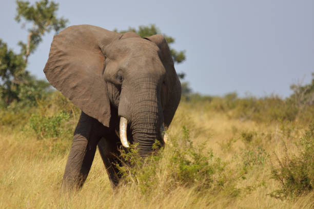 istock Afrikanischer Elefant / African elephant / Loxodonta africana 2195147778