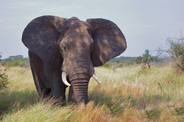 istock Afrikanischer Elefant / African elephant / Loxodonta africana 2195148104
