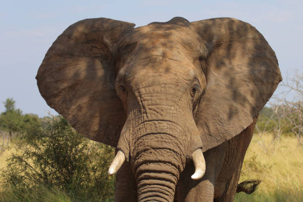 istock Afrikanischer Elefant / African elephant / Loxodonta africana 2195148165