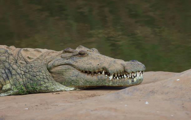 istock Nilkrokodil / Nile crocodile / Crocodylus niloticus 2195148777