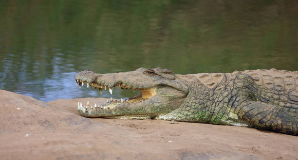 istock Nilkrokodil / Nile crocodile / Crocodylus niloticus 2195148801