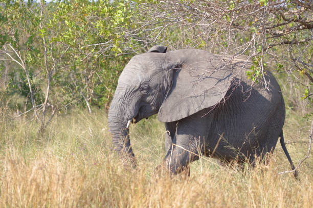 Afrikanischer Elefant / African elephant / Loxodonta africana
