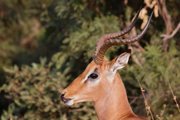 Schwarzfersenantilope / Impala / Aepyceros melampus