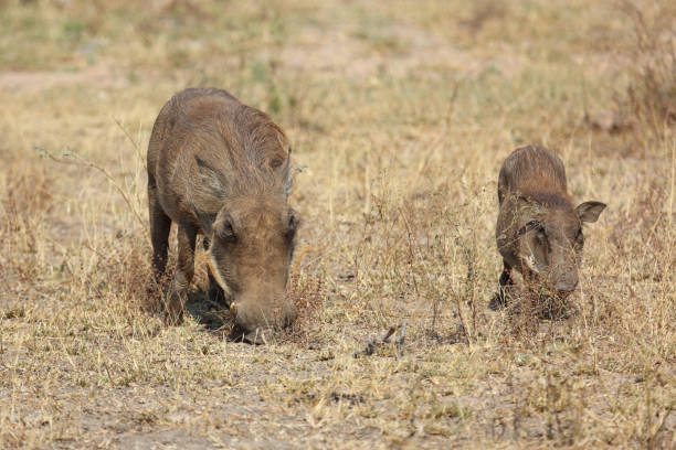 istock Warzenschwein / Warthog / Phacochoerus africanus 2195149345