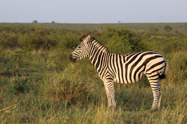 istock Steppenzebra / Burchell's zebra / Equus quagga burchellii 2195149527