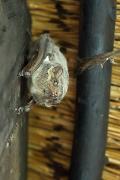 istock Mauritius-Grabfledermaus / Mauritian tomb bat / Taphozous mauritianus 2195149809