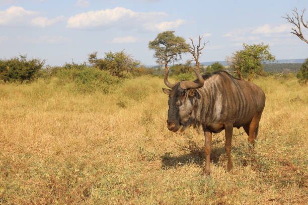 istock Streifengnu / Blue wildebeest / Connochaetes taurinus 2195149919