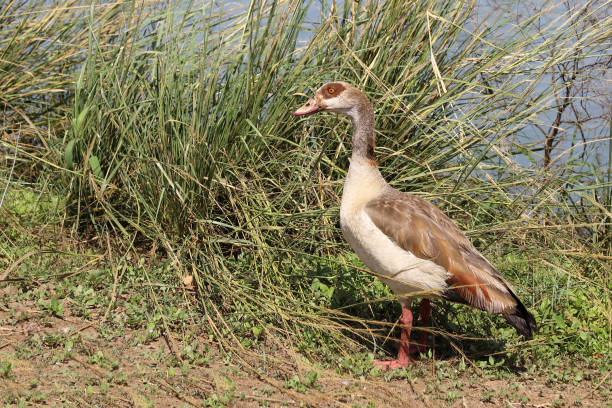 istock Nilgans / Egyptian goose / Alopochen aegyptiacus 2195150065