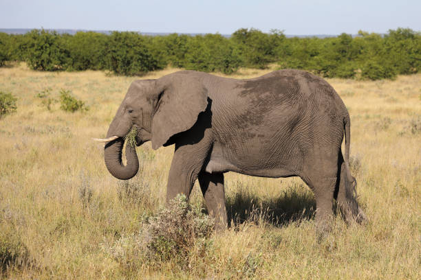 istock Afrikanischer Elefant / African elephant / Loxodonta africana 2195150845