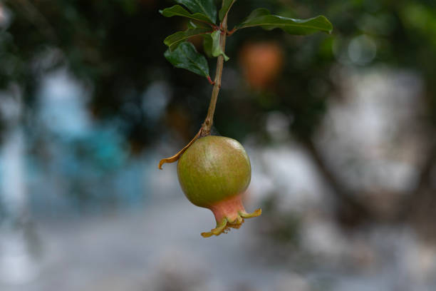 the fruit of an unripe green pomegranate fruit on a tree branch