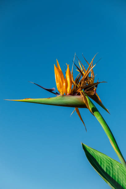 bird of paradise flower, Strelitzia reginae