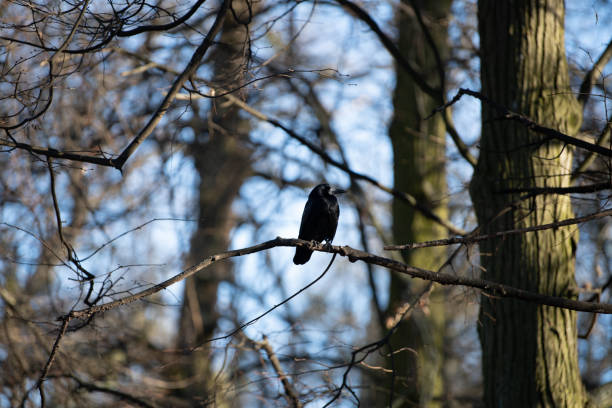 A solitary black bird rests on a slender branch, surrounded by tall, leafless trees in a tranquil forest. The clear blue sky complements the winter atmosphere.