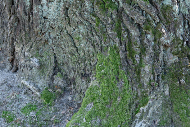 A close-up captures the rugged texture of tree bark, interspersed with vibrant green moss. Sunlight filters through the leaves, highlighting the richness of the forest floor's organic beauty.