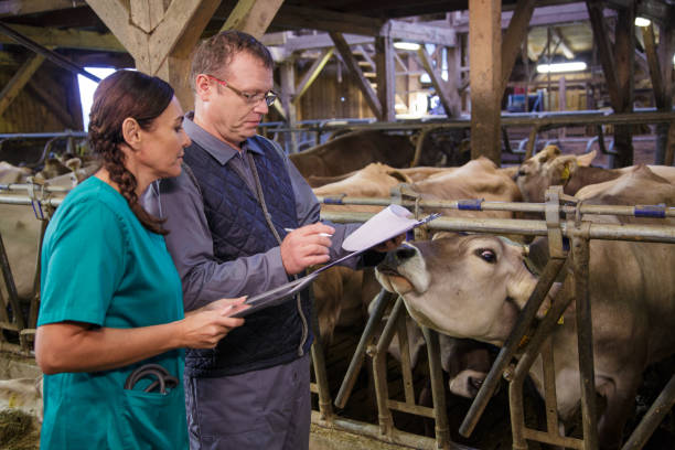 istock Veterinarian and assistant inspecting livestock 2195153544