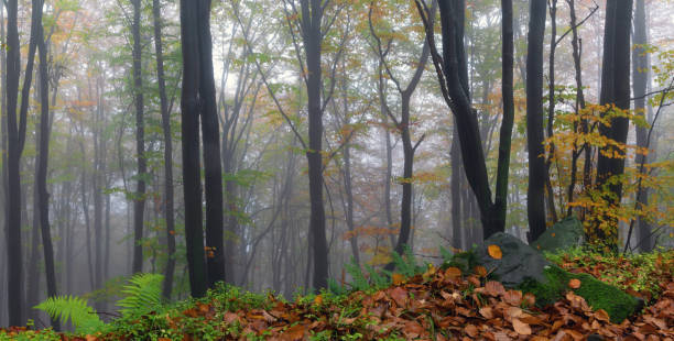 istock Panorama with fog forest. Beech trees. Fall scenery. From the lawn covered with orange leaves is located beautiful old stone. Autumn landscape. Natural landscape 2195154053