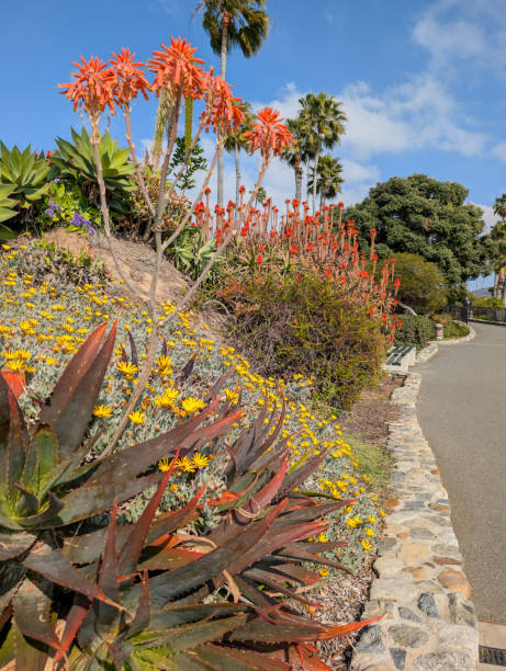 istock Aloe in Bloom at Laguna Beach, California 2195154337