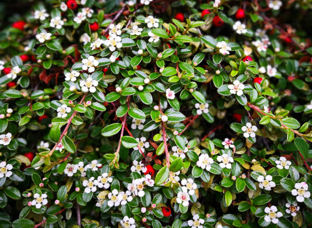 Natural floral pattern. Image of blossoming cotoneaster, pretty creeping plant plantas con flores de cotoneaster rastrero (cotoneaster adpressus) o cotoneaster de frutos estirados (cotoneaster divaricatus) con muchas flores blancas, brotes, hojas verdes brillantes, bayas rojas en primavera. fondo floral natural. abundante inflorescen