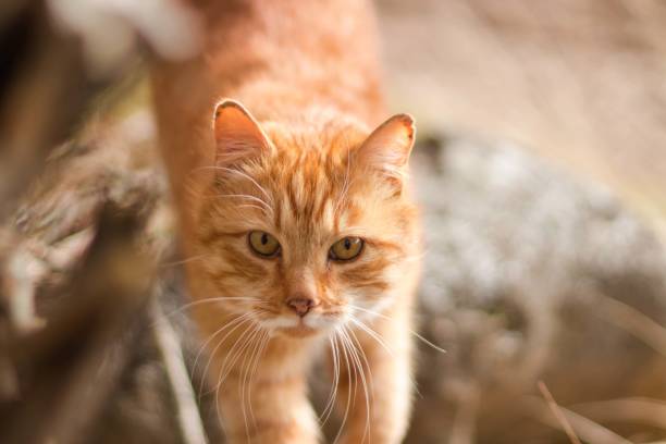istock A red cat sits on dry foliage 2195155877