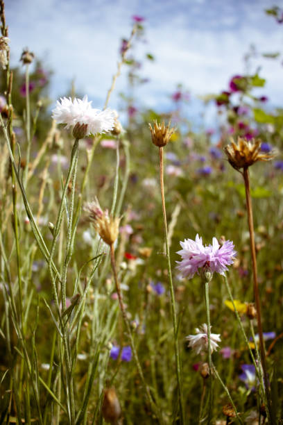istock Wildflowers at Rugen 2195156170