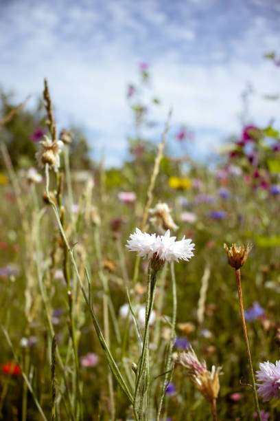 istock Wildflowers at Rugen 2195156180