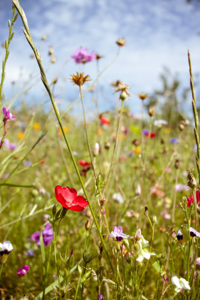 Wildflowers growing in a meadow at Rugen island in Germany
