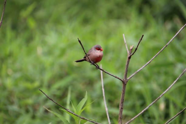 istock wax-billed bird - Estrilda astrild 2195156302