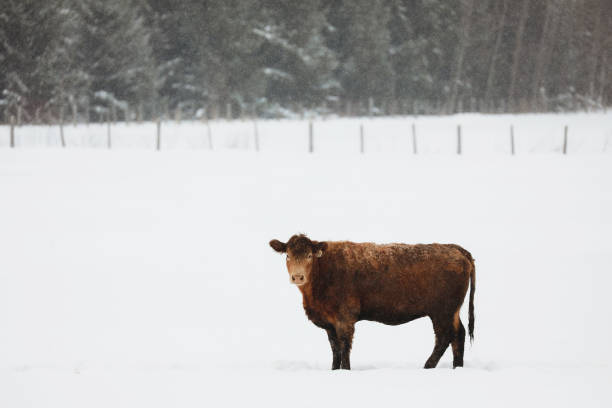 istock Cow in a  Field in Winter 2195159003