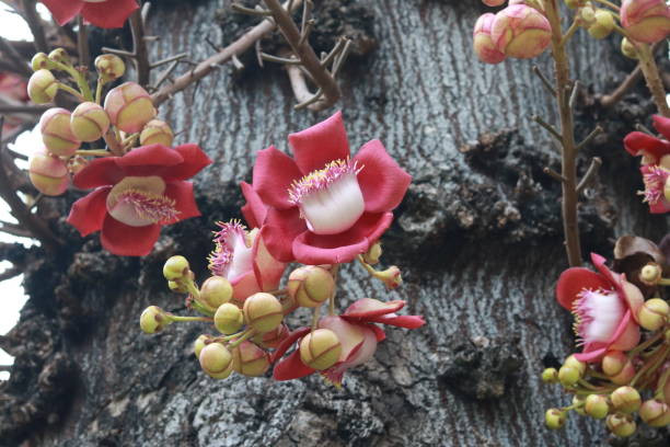 istock Monkey apricot tree in bloom and close-up. Monkey Apricot 2195159034