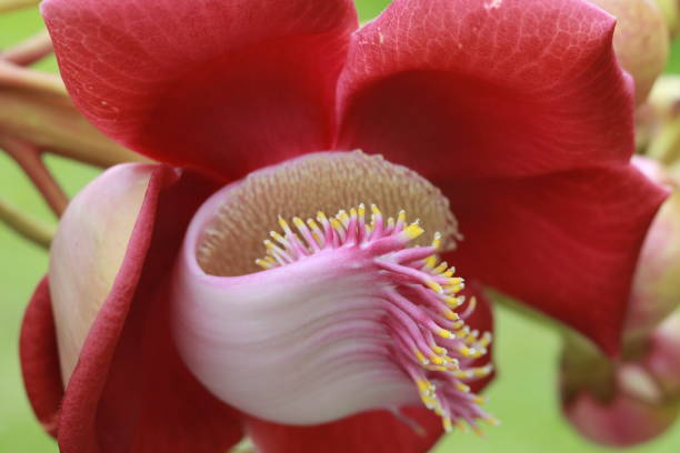 istock Monkey apricot tree in bloom and close-up. Monkey Apricot 2195159044