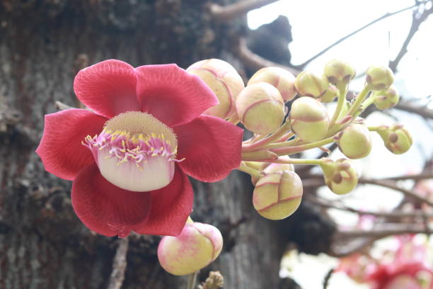 istock Monkey apricot tree in bloom and close-up. Monkey Apricot 2195159060