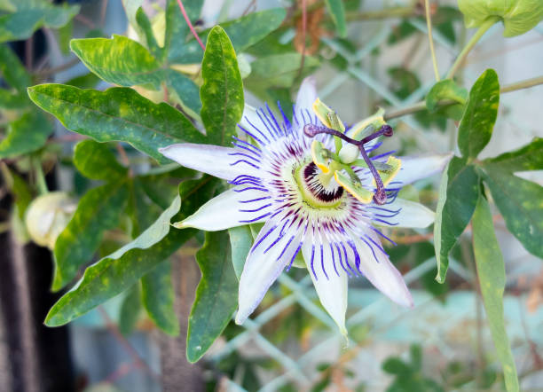 istock Passiflora caerulea flower, Passiflora caerulea blue flowers, closeup on natural background of green leaves. Passiflora caerulea with beautiful summer blooms. Passifloraceae 2195159253