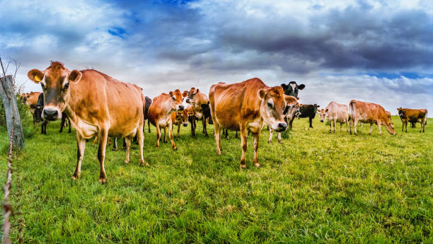 istock Herd of cows grazing in farmland 2195159961