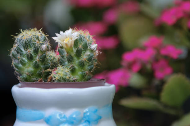 mammillaria pseudoperbella Mammillaria pseudoperbella  TiaJuanas Plants Mxico