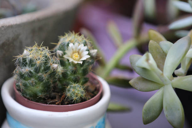 Mammillaria zeilmanniana and suculent