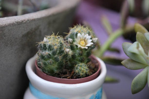 Mammillaria cactus